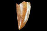 Raptor Tooth - Real Dinosaur Tooth #102379-1